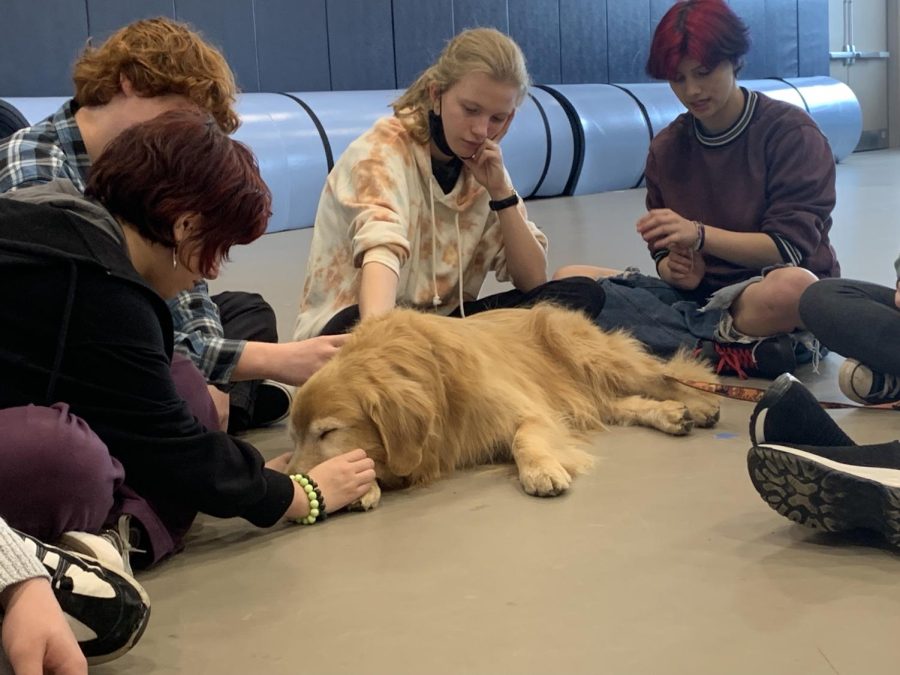 Remy the golden retriever with students